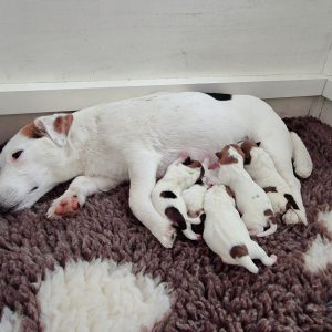 Ariellen ja Toman pennut syntyivät 5.4-25